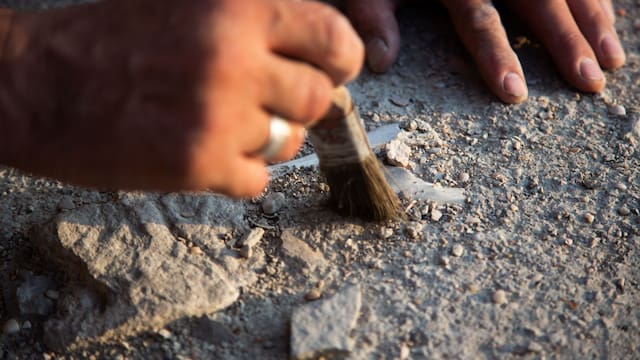 Hallazgo sin precedentes | Descubren un fósil de 560 millones de años de uno de los primeros animales de la Tierra