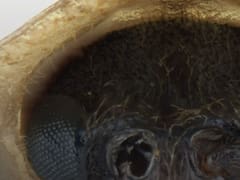Descubrimiento en México cambia todo lo que sabemos sobre uno de los animales más lindos y brillantes del planeta