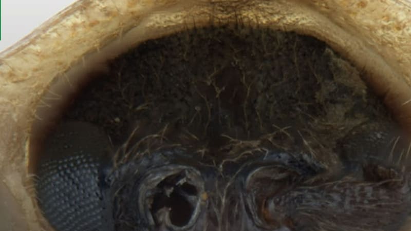 La biodiversidad de México sigue sorprendiéndonos.