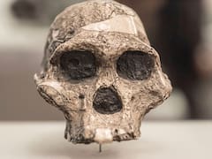 Nuestros antepasados no eran carnívoros como se creía. Este descubrimiento le da un giro de 180 a la historia de la Humanidad