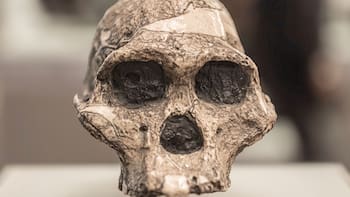 Nuestros antepasados no eran carnívoros como se creía. Este descubrimiento le da un giro de 180 a la historia de la Humanidad