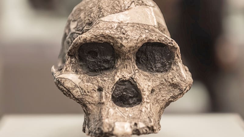 Un hallazgo revela que nuestros ancestros eran mayormente vegetarianos.