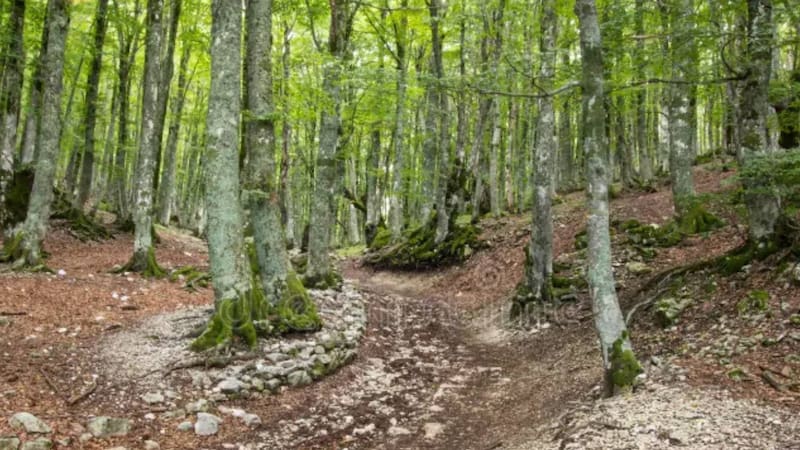 Un matrimonio quiso vivir solo con paneles solares, agua de pozo y el Gobierno decidió quitarle a sus hijos