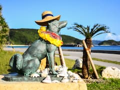 Un perro cruzaba 3 kilómetros de mar todos los días para encontrarse con el amor de su vida. Una década después, un equipo profesional filmó su película y se convirtió en leyenda en Japón