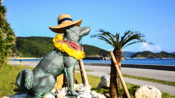 Un perro cruzaba 3 kilómetros de mar todos los días para encontrarse con el amor de su vida. Una década después, un equipo profesional filmó su película y se convirtió en leyenda en Japón