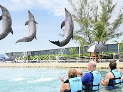 La administración de The Dolphin Company busca vender la compañía a Grupo Xcaret por 20 MDD