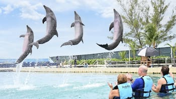 La administración de The Dolphin Company busca vender la compañía a Grupo Xcaret por 20 MDD