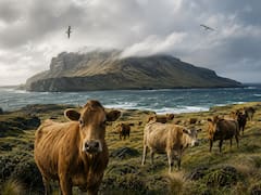 En 1871, un granjero abandonó cinco vacas en una isla remota. 130 años después, los científicos analizaron su ADN y quedaron helados