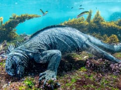 Milagro en el océano | Un coral que se creía extinto vuelve a florecer después de 25 años y los científicos no dan crédito