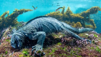 Milagro en el océano | Un coral que se creía extinto vuelve a florecer después de 25 años y los científicos no dan crédito