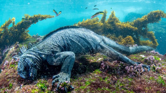 Milagro en el océano | Un coral que se creía extinto vuelve a florecer después de 25 años y los científicos no dan crédito