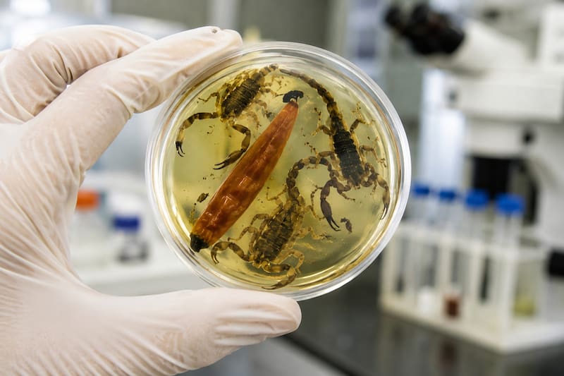 una investigación que permitió aislar dos moléculas conocidas como benzoquinonas a partir del veneno del alacrán Diplocentrus melici. (Foto: IA)