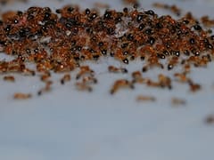 Adiós hormigas | El sencillo truco casero para ahuyentarlas de casa definitivamente sin usar veneno