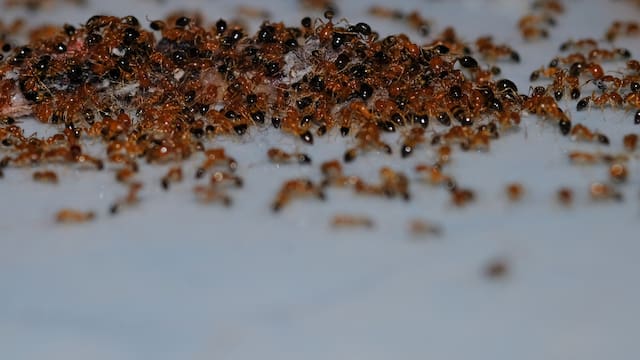 Adiós hormigas | El sencillo truco casero para ahuyentarlas de casa definitivamente sin usar veneno