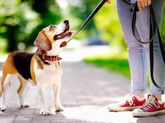 Confirmado | A partir del 22 de abril los dueños de perros y gatos estarán obligados a cumplir con esta norma: de qué se trata y a quiénes afecta