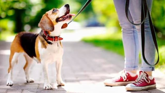 Confirmado | A partir del 22 de abril los dueños de perros y gatos estarán obligados a cumplir con esta norma: de qué se trata y a quiénes afecta