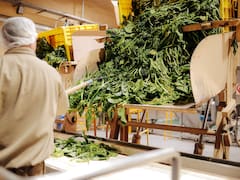 Unilever cerró una de sus plantas históricas en Argentina: el futuro de uno de sus alimentos estrella