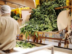 Unilever cerró una de sus plantas históricas en Argentina: el incierto futuro de uno de sus productos estrella