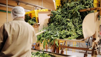 Unilever cerró una de sus plantas históricas en Argentina: el futuro de uno de sus alimentos estrella