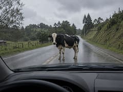 Qué hacer si encuentra una vaca en medio de la carretera y por qué es importante saber cómo actuar