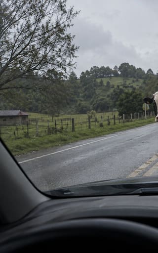 Qué hacer si encuentra una vaca en medio de la carretera y por qué es importante saber cómo actuar