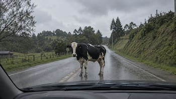 Qué hacer si encuentra una vaca en medio de la carretera y por qué es importante saber cómo actuar