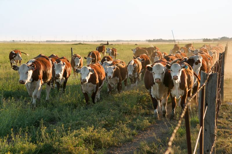 Campo y ganado: las exportaciones de ganado a EE.UU. se habían frenado por el gusano barrenador del ganado.