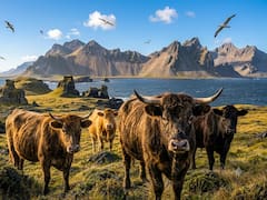En 1871, un granjero dejó cinco vacas en una isla alejada. 130 años después, los científicos examinaron su ADN y el resultado fue impactante