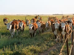 Una agtech impulsa el nuevo negocio de la carne “inteligente”: con solo un pelo, detectan al ganado con mejor genética
