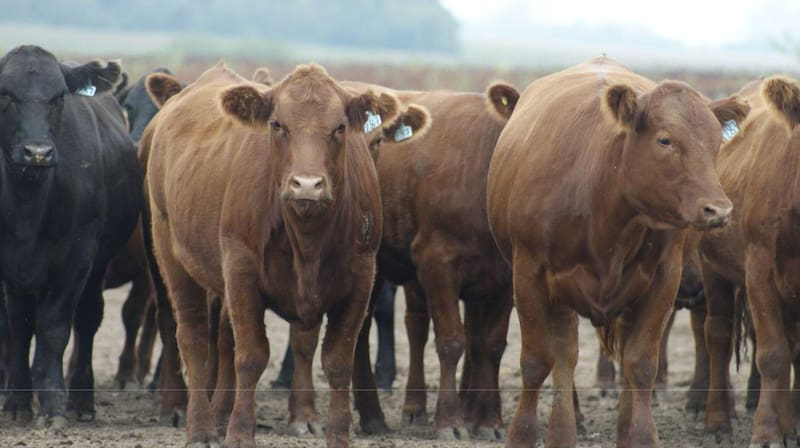 El clima para el campo