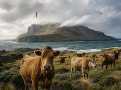 En 1871, un agricultor dejó cinco vacas en una isla aislada. 130 años después, los científicos examinaron su ADN y quedaron sorprendidos