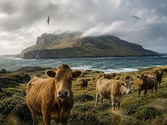 En 1871, un agricultor dejó cinco vacas en una isla pérdida. 130 años después, los científicos analizaron su ADN y el resultado desafió toda lógica