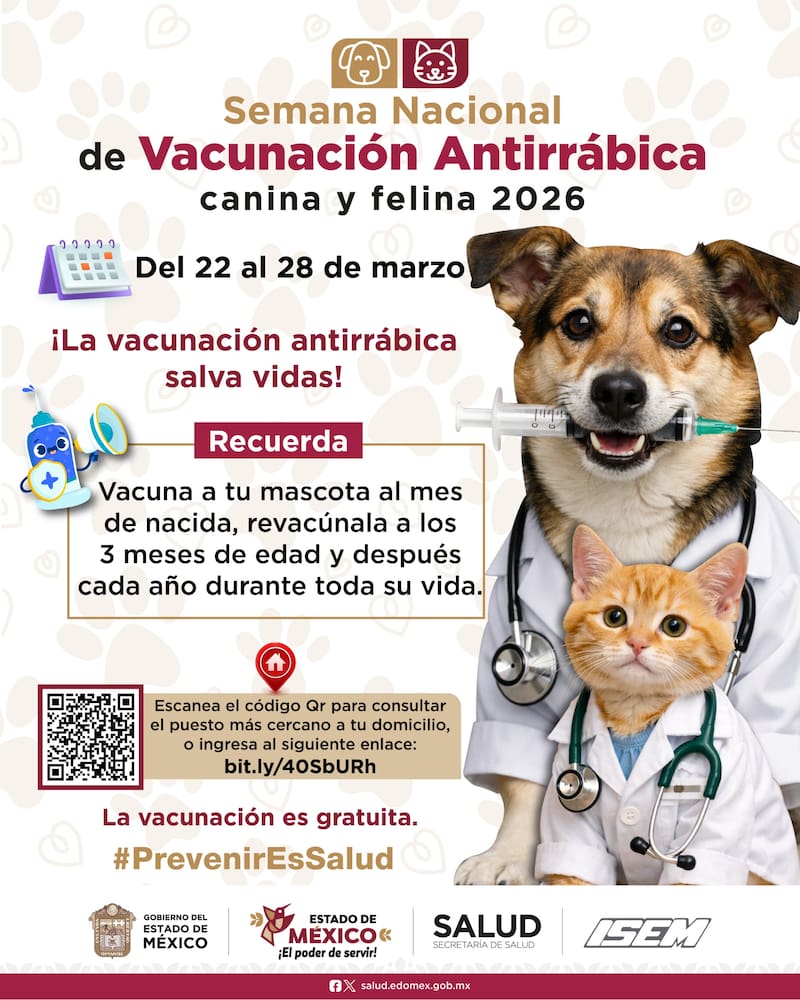 Gatos en transportadora o bolsa segura