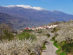 Japón en Extremadura: el pueblo de menos de 350 habitantes donde florecen más de un millón de cerezos cada año