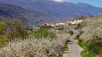 Japón en Extremadura: el pueblo de menos de 350 habitantes donde florecen más de un millón de cerezos cada año