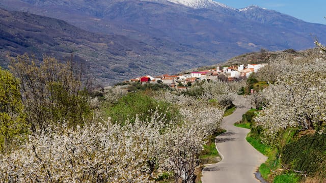 Japón en Extremadura: el pueblo de menos de 350 habitantes donde florecen más de un millón de cerezos cada año