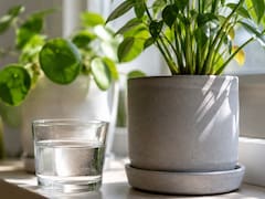 Poner un vaso con agua cerca de las plantas: para qué sirve y cuándo realmente puede ayudar