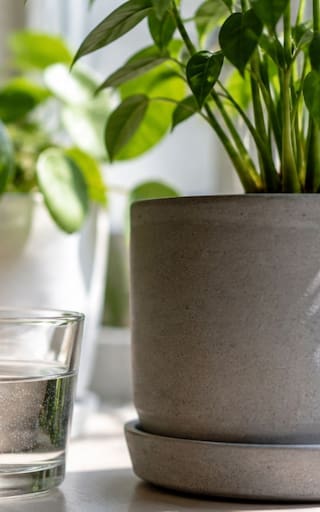 Poner un vaso con agua cerca de las plantas: para qué sirve y cuándo realmente puede ayudar
