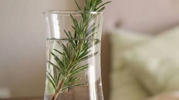 Poner un vaso de agua con romero junto a la cama: por qué recomiendan hacerlo y para qué sirve