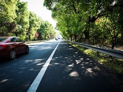 Especial para conductores: cómo eliminar manchas de excremento de pájaro del coche