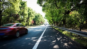 Especial para conductores: cómo eliminar manchas de excremento de pájaro del coche