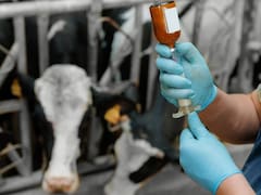 Alerta de Senasica: detectan la venta ilegal en redes sociales de un medicamento veterinario para ganado