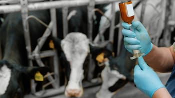 Alerta de Senasica: detectan la venta ilegal en redes sociales de un medicamento veterinario para ganado