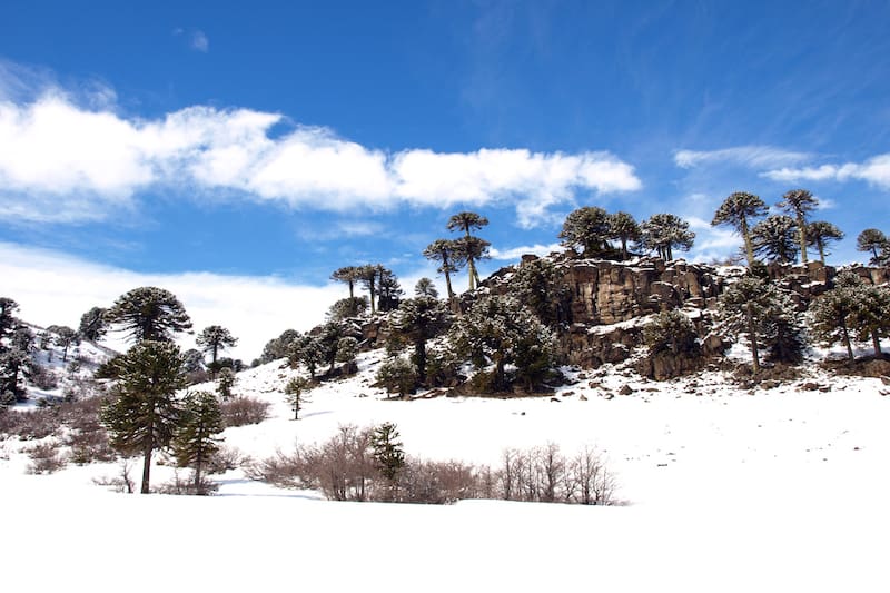 Villa Pehuenia se encuentra en la cordillera neuquina, entre los lagos Aluminé y Moquehue, rodeada por bosques de pehuenes y coihues.(Fuente: Turismo Villa Pehuenia Moquehue)