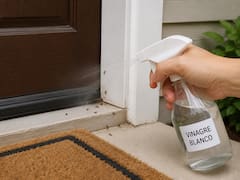 Adiós a los insectos: el secreto del vinagre que se usa para proteger tu hogar de plagas y malos olores