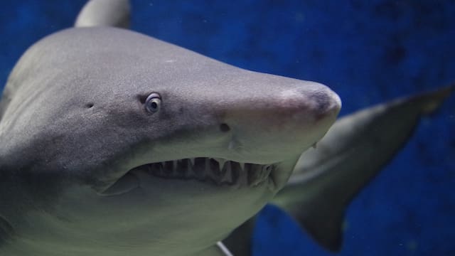 Un depredador sin precedentes es visto en la costa de esta famosa playa, ¿es peligroso para los turistas?