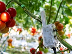 Una agtech suiza trae sensores con IA que son furor en Europa: “leen” los cultivos y le ahorran fortunas al campo
