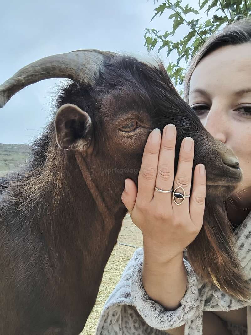 España busca voluntarios para vivir en un santuario cuidando animales: ofrecen alojamiento y comida por 25 horas de trabajo semanales.