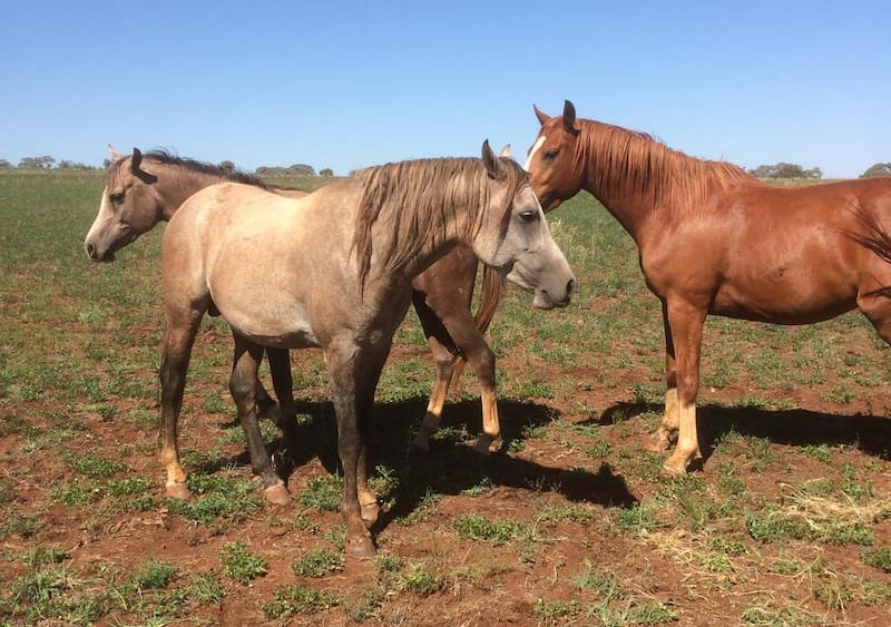 Buscan voluntarios para vivir gratis en Australia en 2027: ofrecen habitación privada y comida a cambio de cuidar caballos
Créditos: Worldpackers