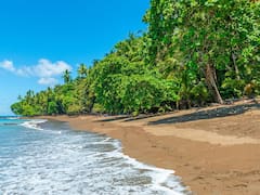 Buscan voluntarios para vivir gratis en una playa paradisíaca del Caribe y solo deben cuidar tortugas: ofrecen alojamiento completo y comida